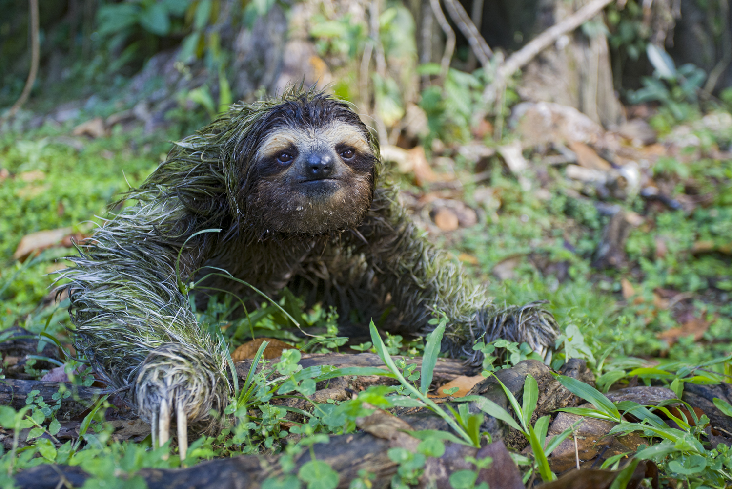 Why Do Sloths Poop on the Ground? | The Sloth Conservation Foundation
