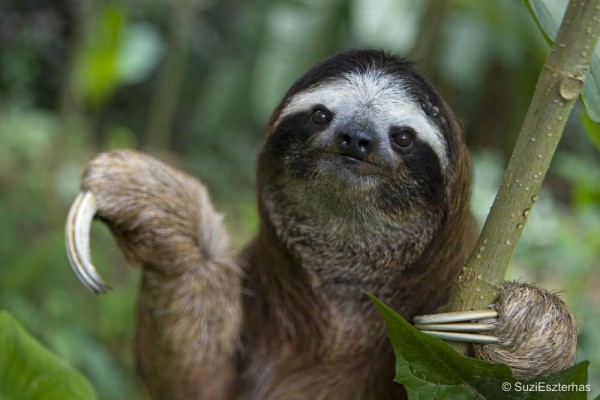 Brown-throated Three-toed Sloth Bradypus variegatusMaleAviarios Sloth Sanctuary, Costa Rica*Rescued and in rehabilitation program