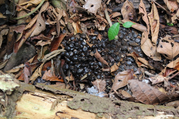 Multiple piles of sloth poo at a favorite tree