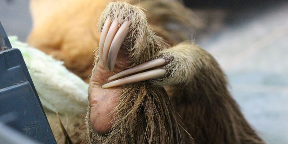 All sloths have three toes: image shows the hand and foot of a two-fingered sloth (C.hoffmanni). Photo credit: Rebecca Cliffe