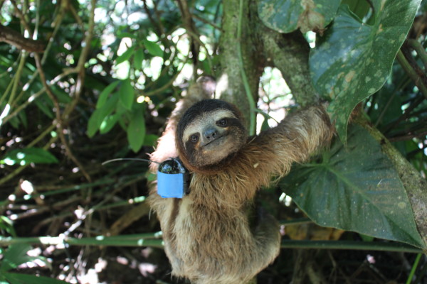 sloth with a backpack