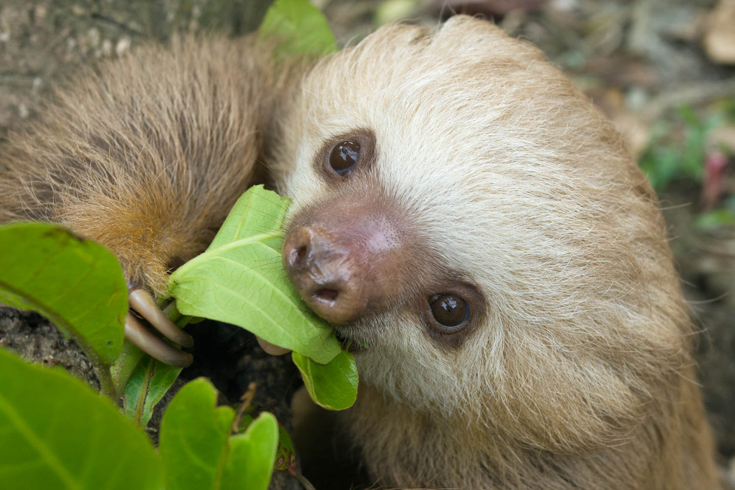 What Do Sloths Eat? Sloth Diet, Food, and Digestion - SloCo