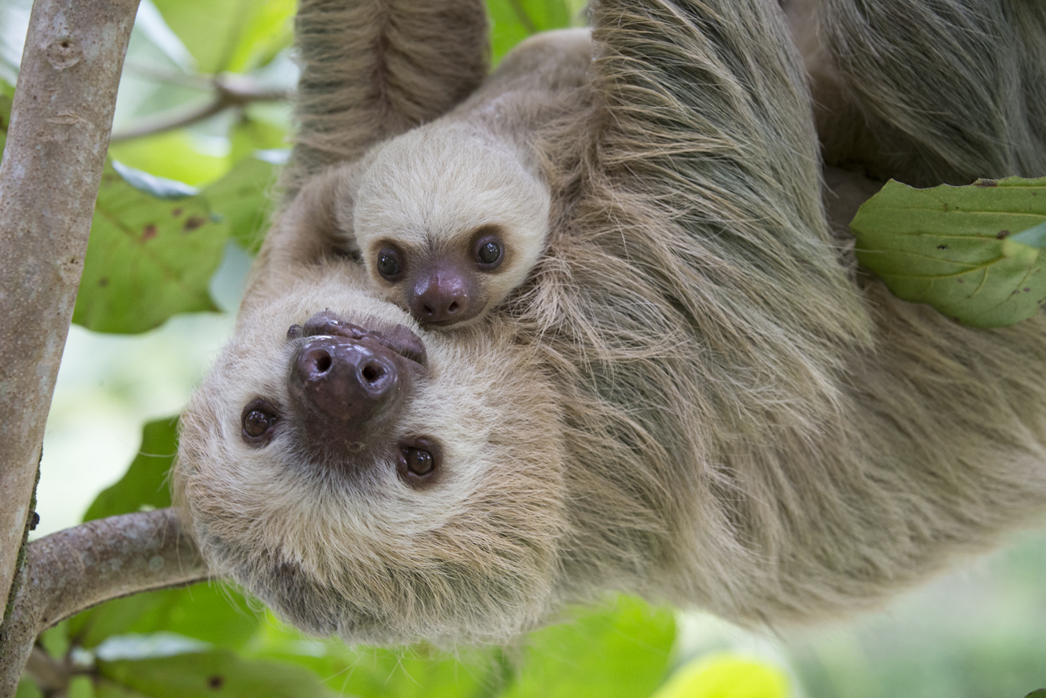 Adopt a Sloth for Mother's Day - The Sloth Conservation Foundation