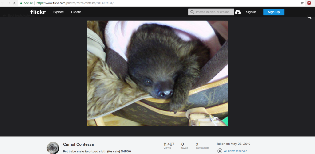 "Carnal Contessa", the founder of the Zoological Wildlife Conservation Center, selling a baby sloth online