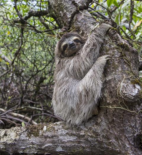 Pygmy three-toed sloth Bradypus pygmaeus Isla Escudo de Veraguas, Panama