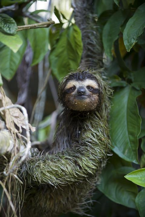 Brown-throated Three-toed Sloth Bradypus variegatus Male (covered in algae) Aviarios Sloth Sanctuary, Costa Rica