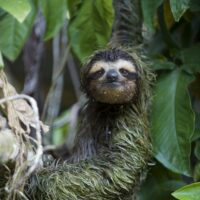Brown-throated Three-toed Sloth 
Bradypus variegatus
Male (covered in algae) 
Aviarios Sloth Sanctuary, Costa Rica