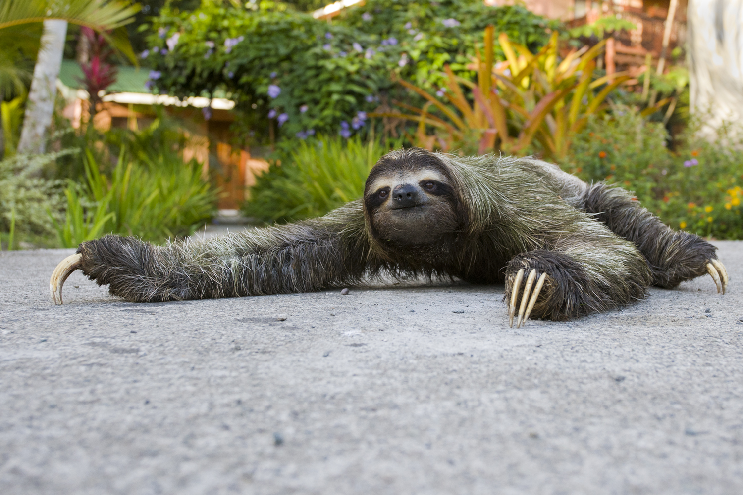 Why did the SLOTH cross the road? | The Sloth Conservation Foundation