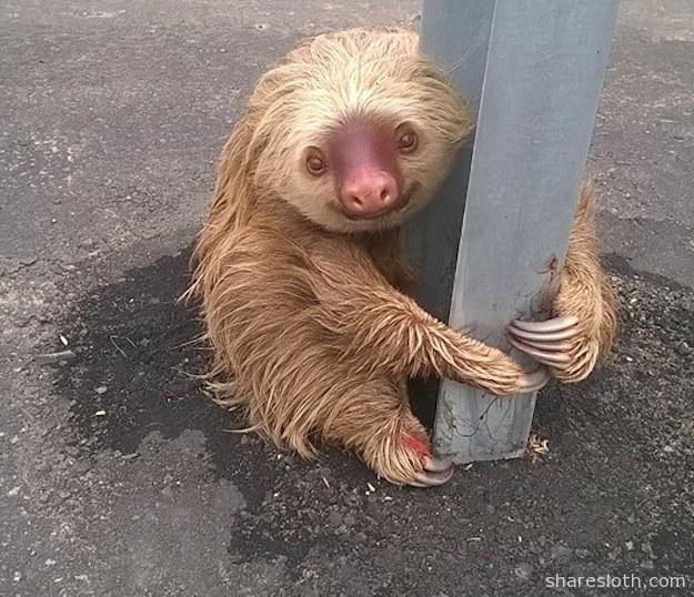 sloth-crossing-the-road