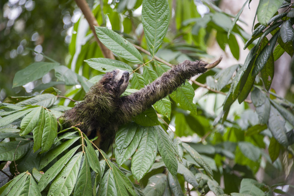 Brown-throated Three-toed Sloth Wild sloth climbing trees in forest at Sanctuary Aviarios Sloth Sanctuary, Costa Rica