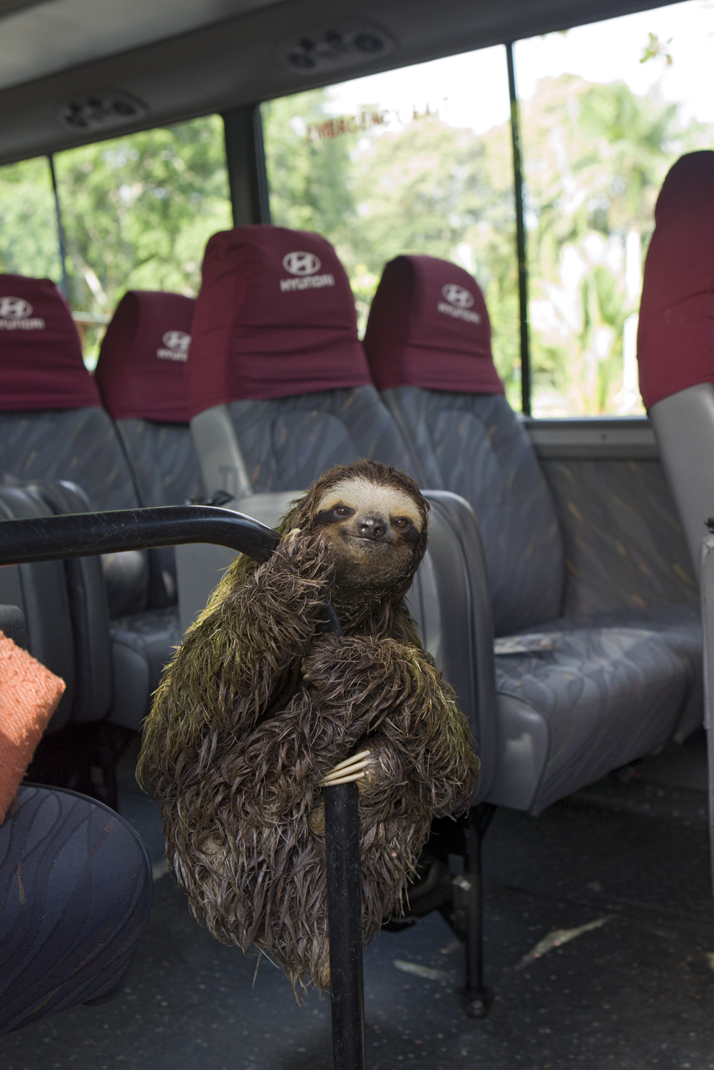 urban sloth