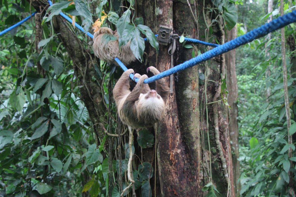 Camera traps do not detect wild sloths using our Sloth Crossing canopy bridges