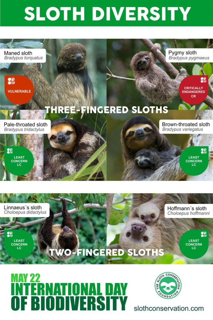 Sloth diversity - Species - The Sloth Conservation Foundation