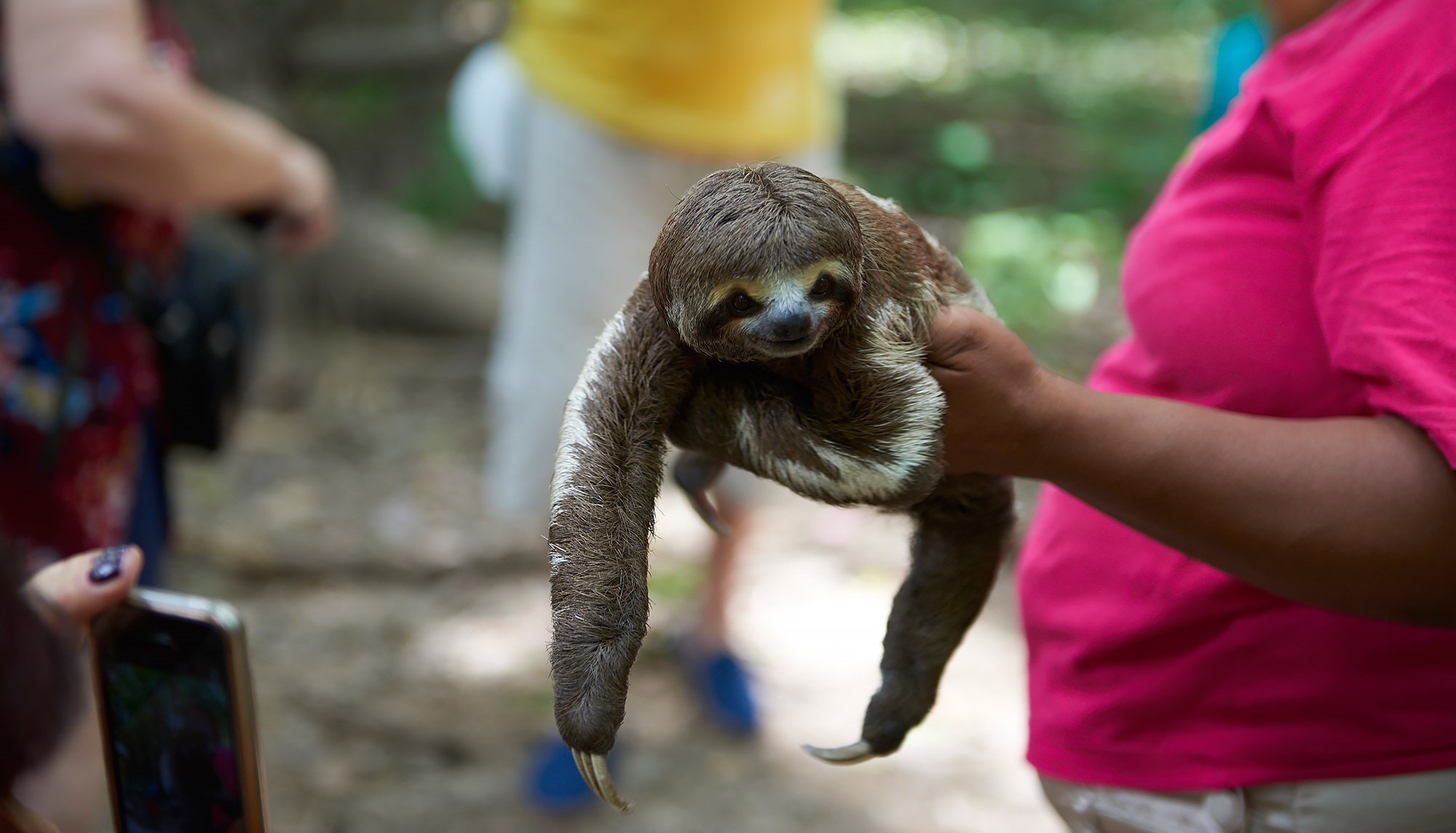 The Wildlife Selfie Problem - The Sloth Conservation Foundation