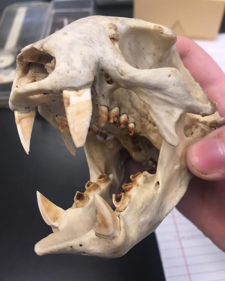 Sloth teeth skull
