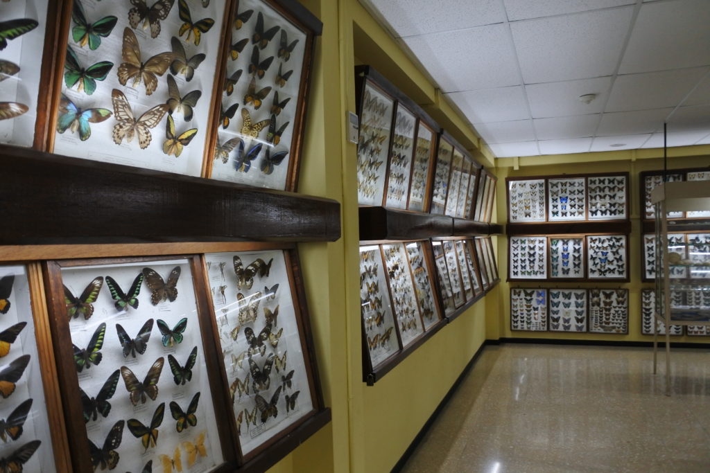 butterfly exhibition