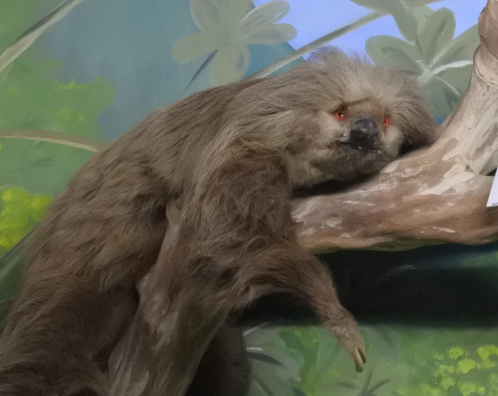 bad taxidermy sloth