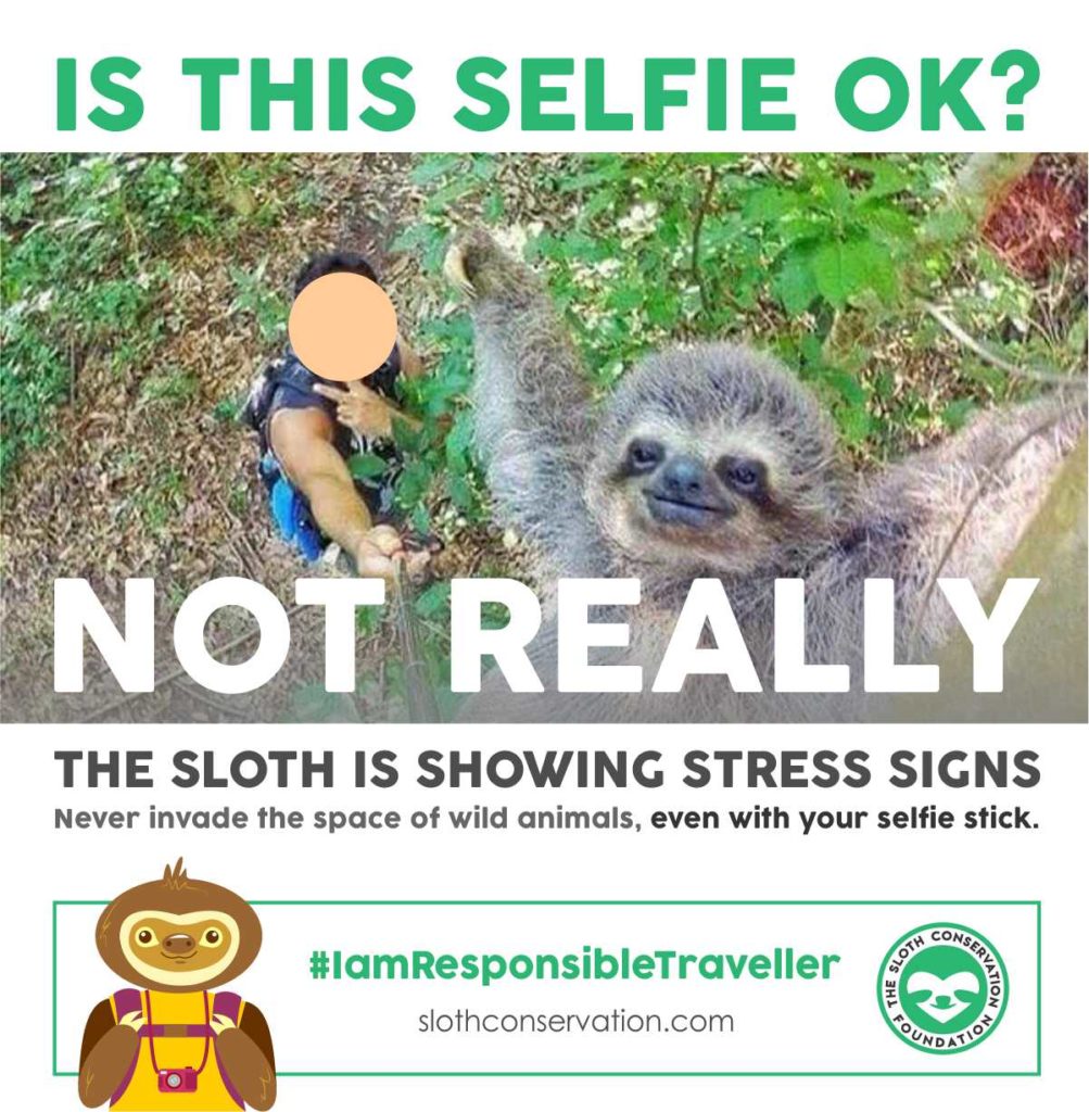 selfie stick sloth