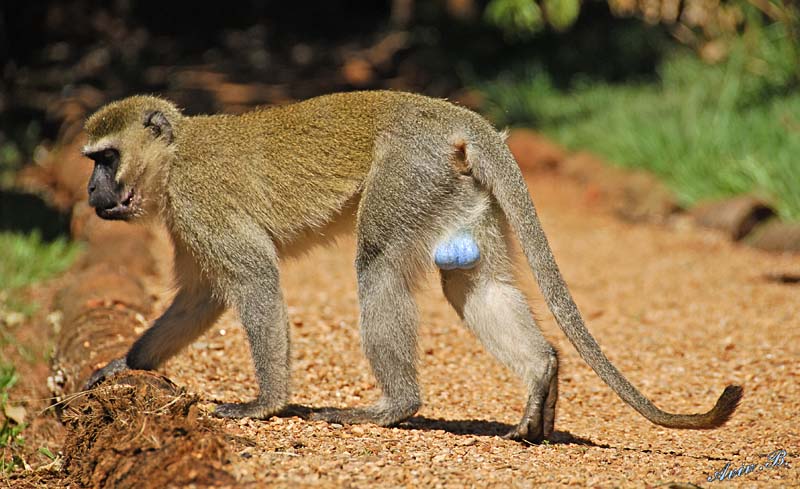 vervet monkey blue balls