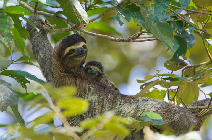 sloth mother and baby