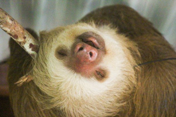 Sloth Myths: 14 Things You Think You Know About Sloths | SloCo