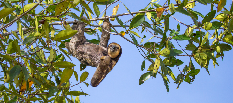 paled sloth hanging suzi eszterhas