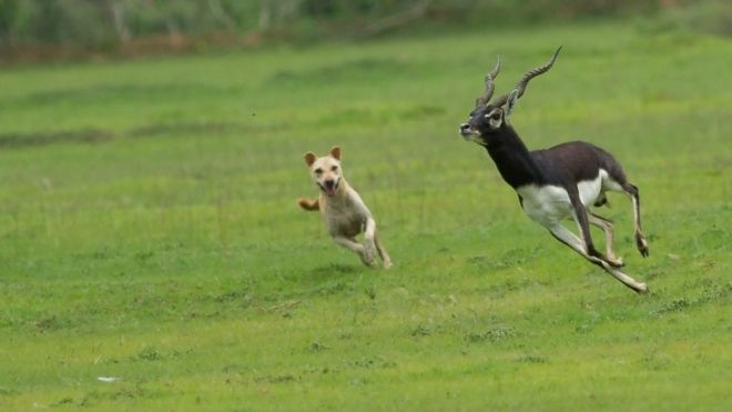 dog attacking wildlife