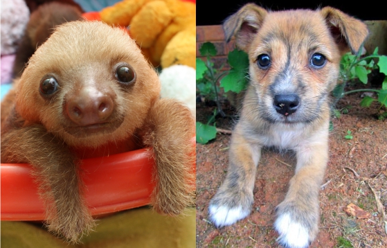 Cute baby sloth and dog puppy