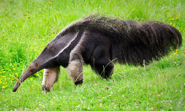 giant anteaters