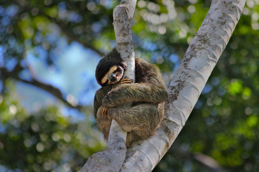 rainforest sloth