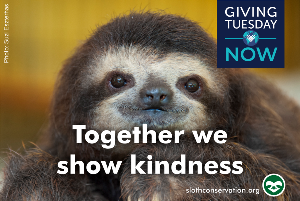 giving tuesday sloth conservation