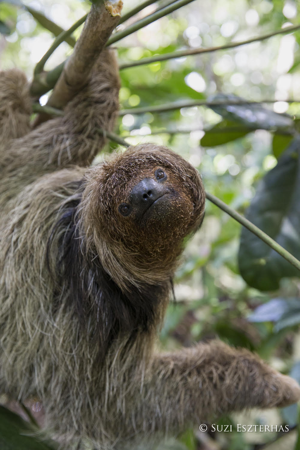 maned sloth
