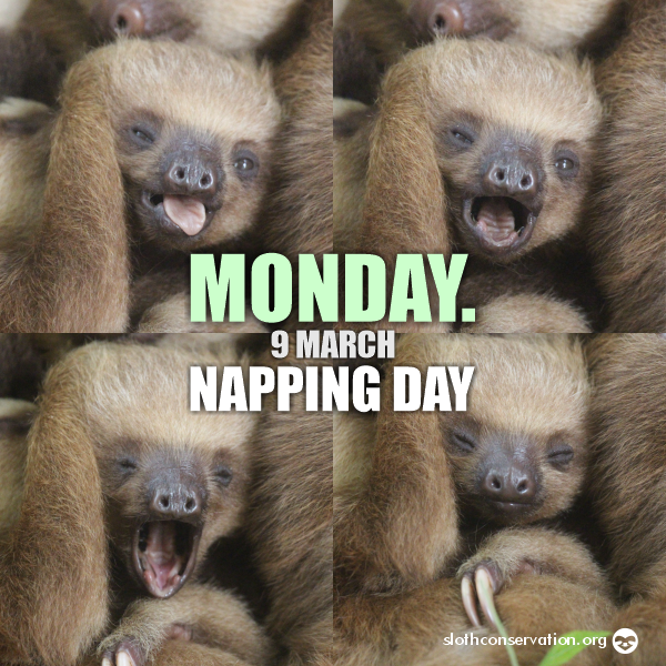 9 march napping day sloths