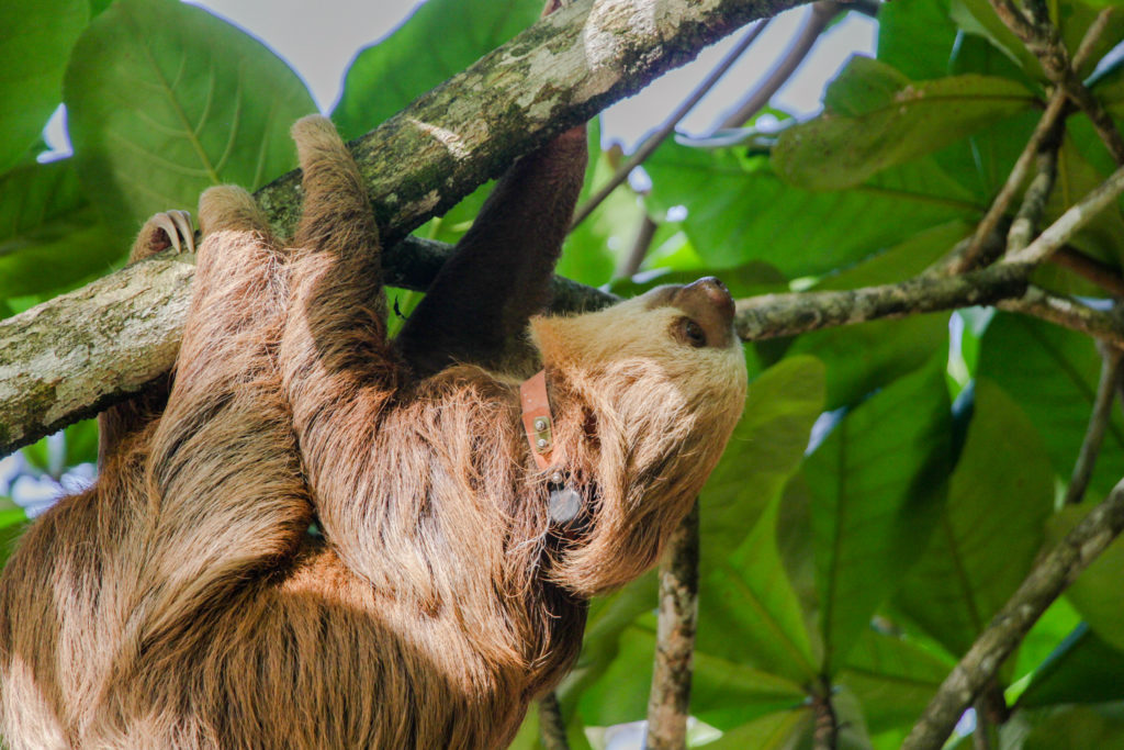sloth with a radio tracking collar