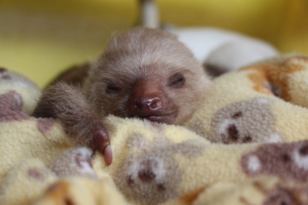 baby sloth with deformity