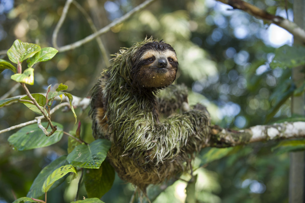 Green algae sloth