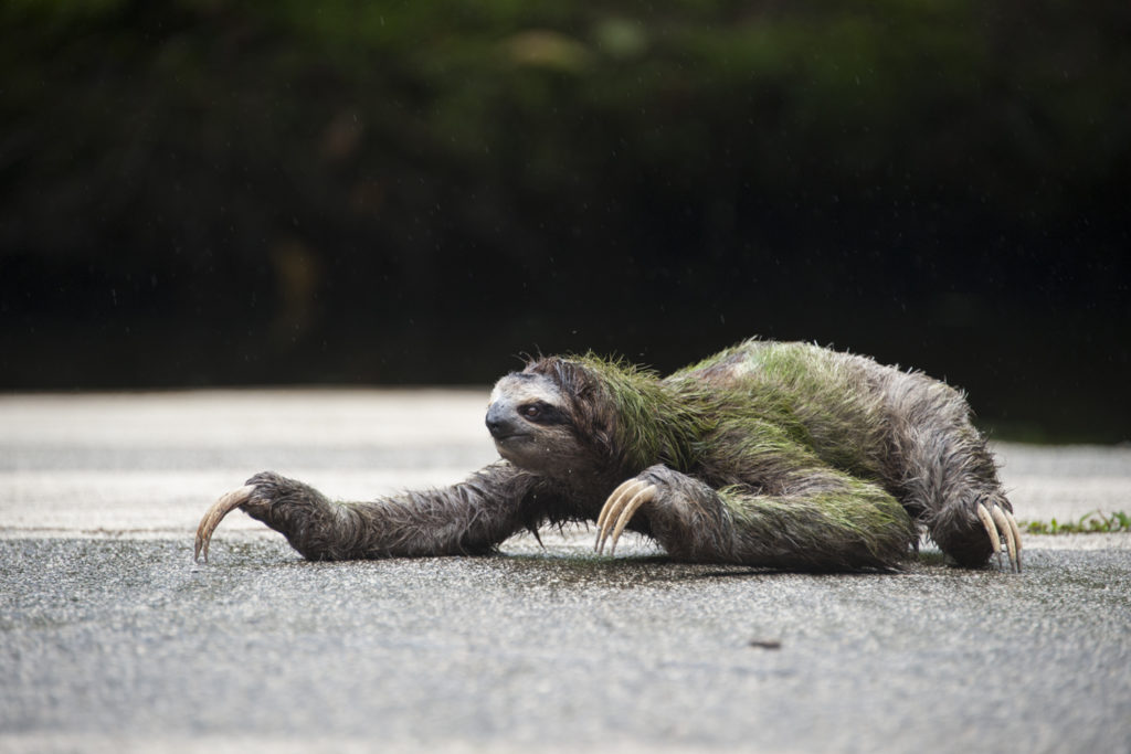 Sloth road