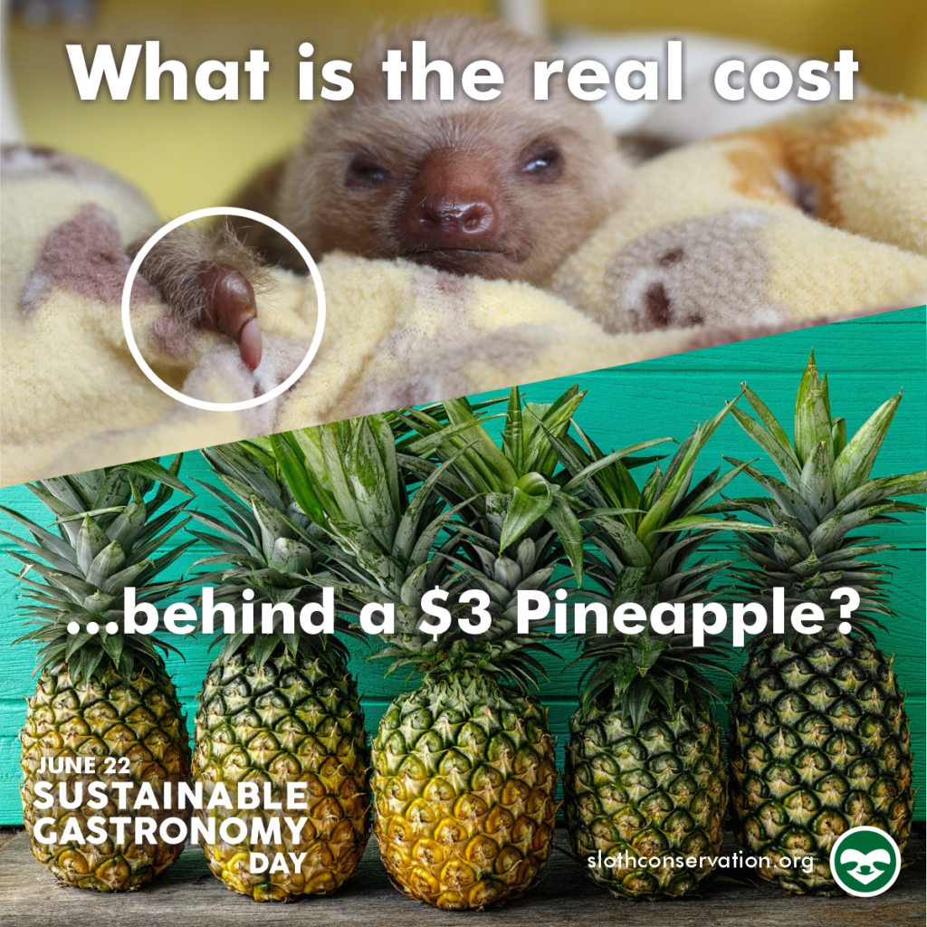 sustainable gastronomy day sloth pineapple