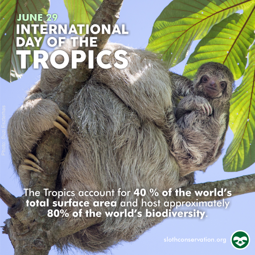 june tropics day social media sloths
