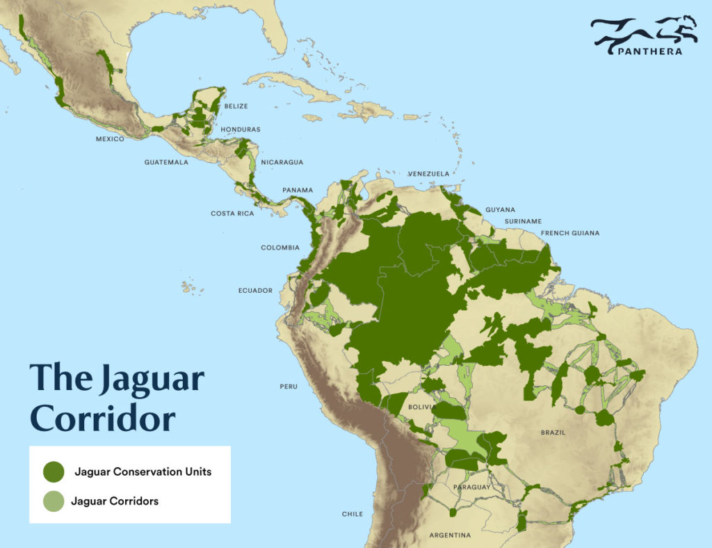 jaguar corridor panthera mesoamerican