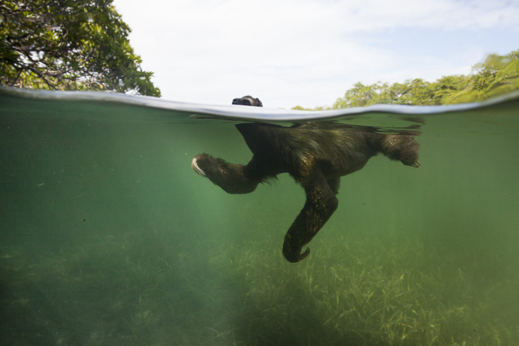 sloth floating
