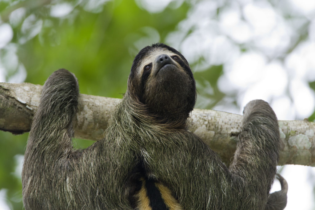 sloth turns head 270