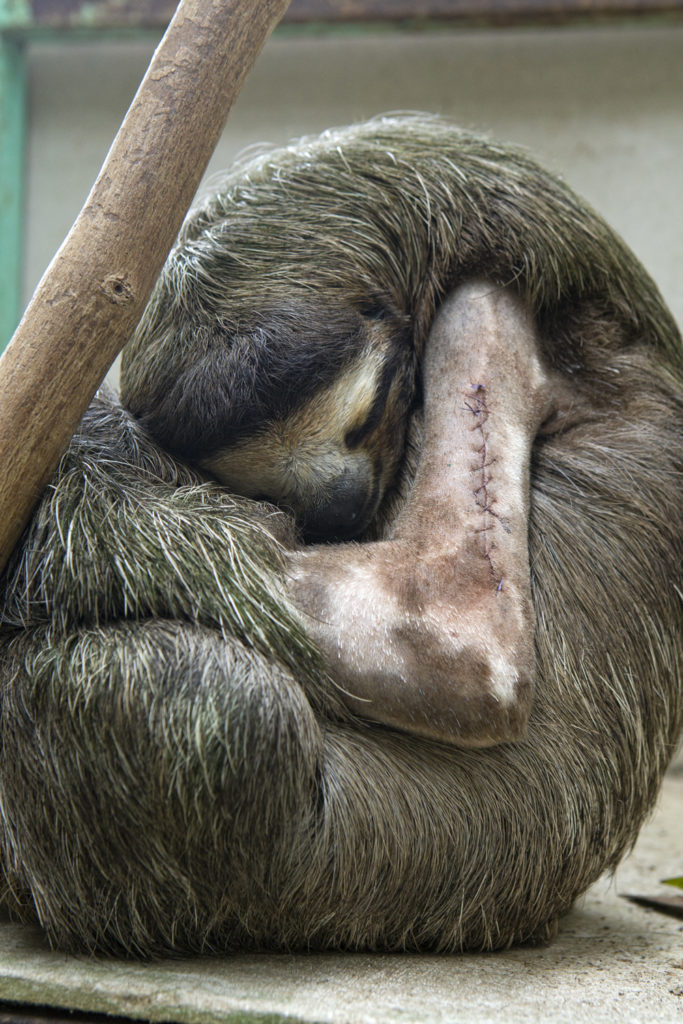 Skkiny sloth facts suzi eszterhas