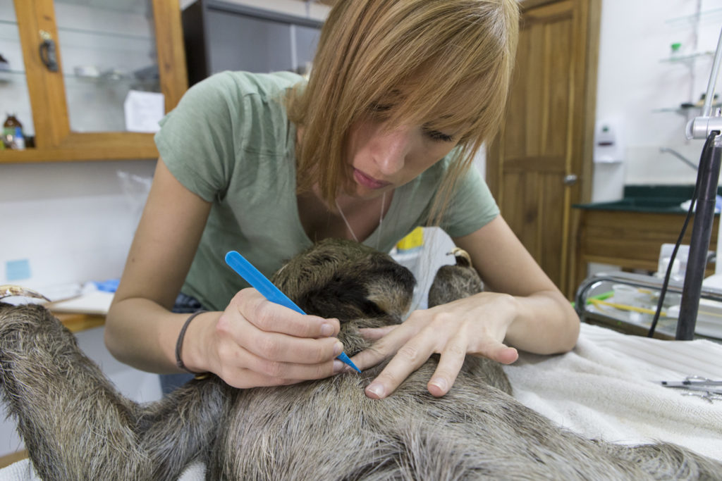 sloth genetics hair sample