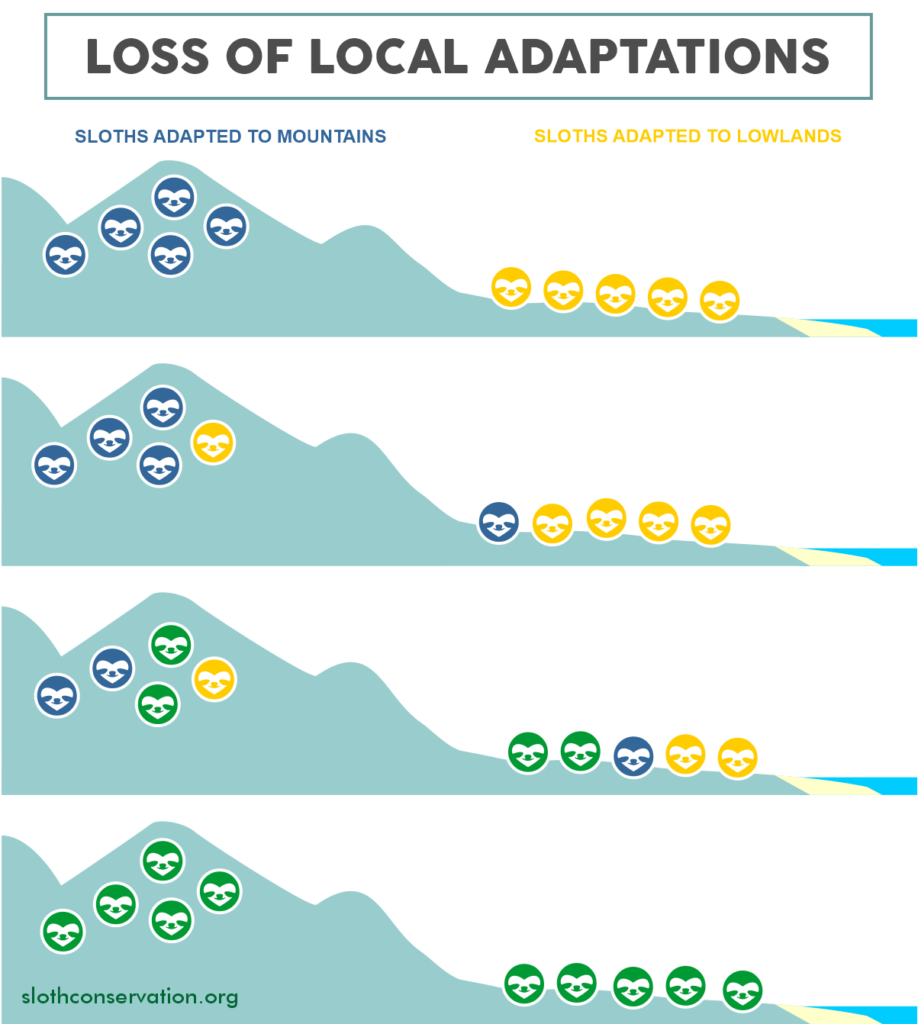 loss of local adaptations