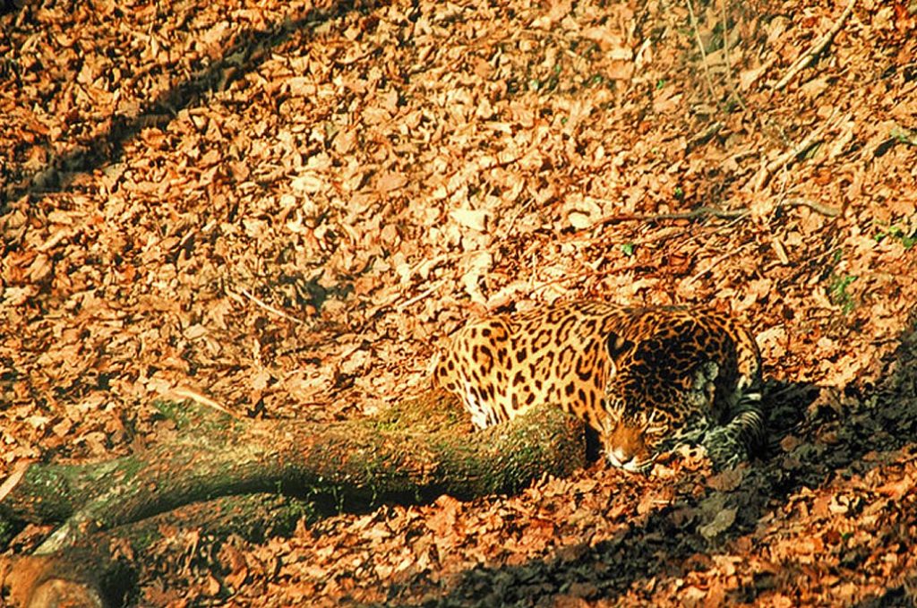 jaguar camouflage