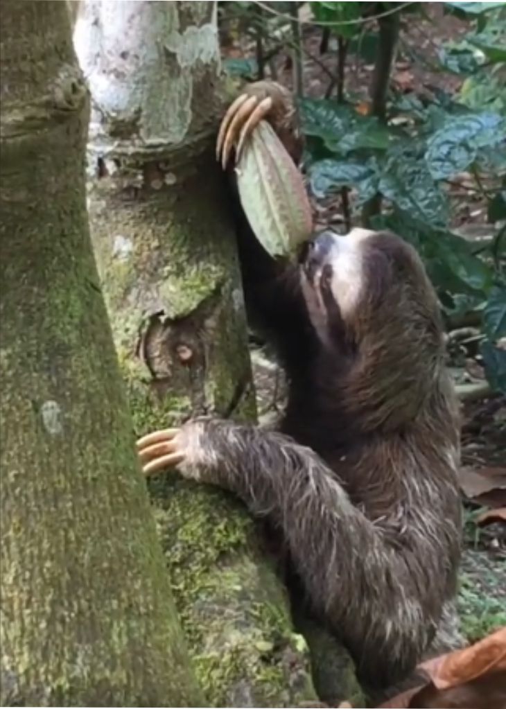 sloths chocolate