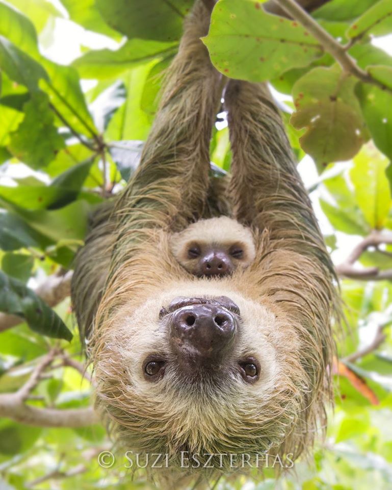 Wildlife Photographer Suzi Eszterhas Chooses Her Favorite Sloth Pictures