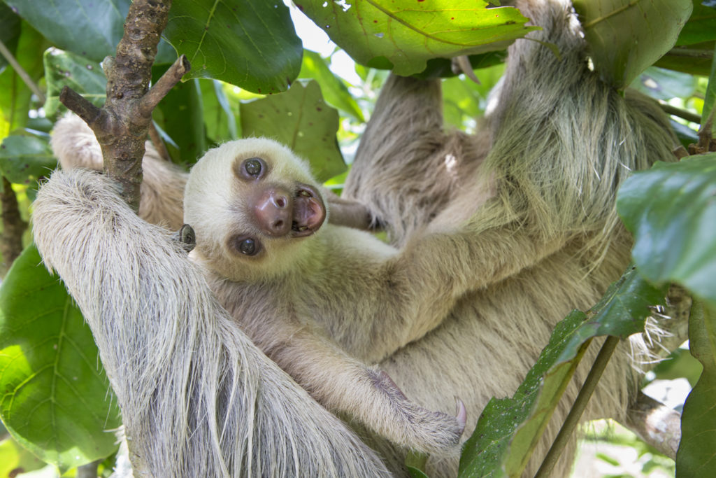 suzi sloth