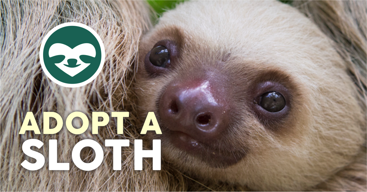 Adopt a Sloth 